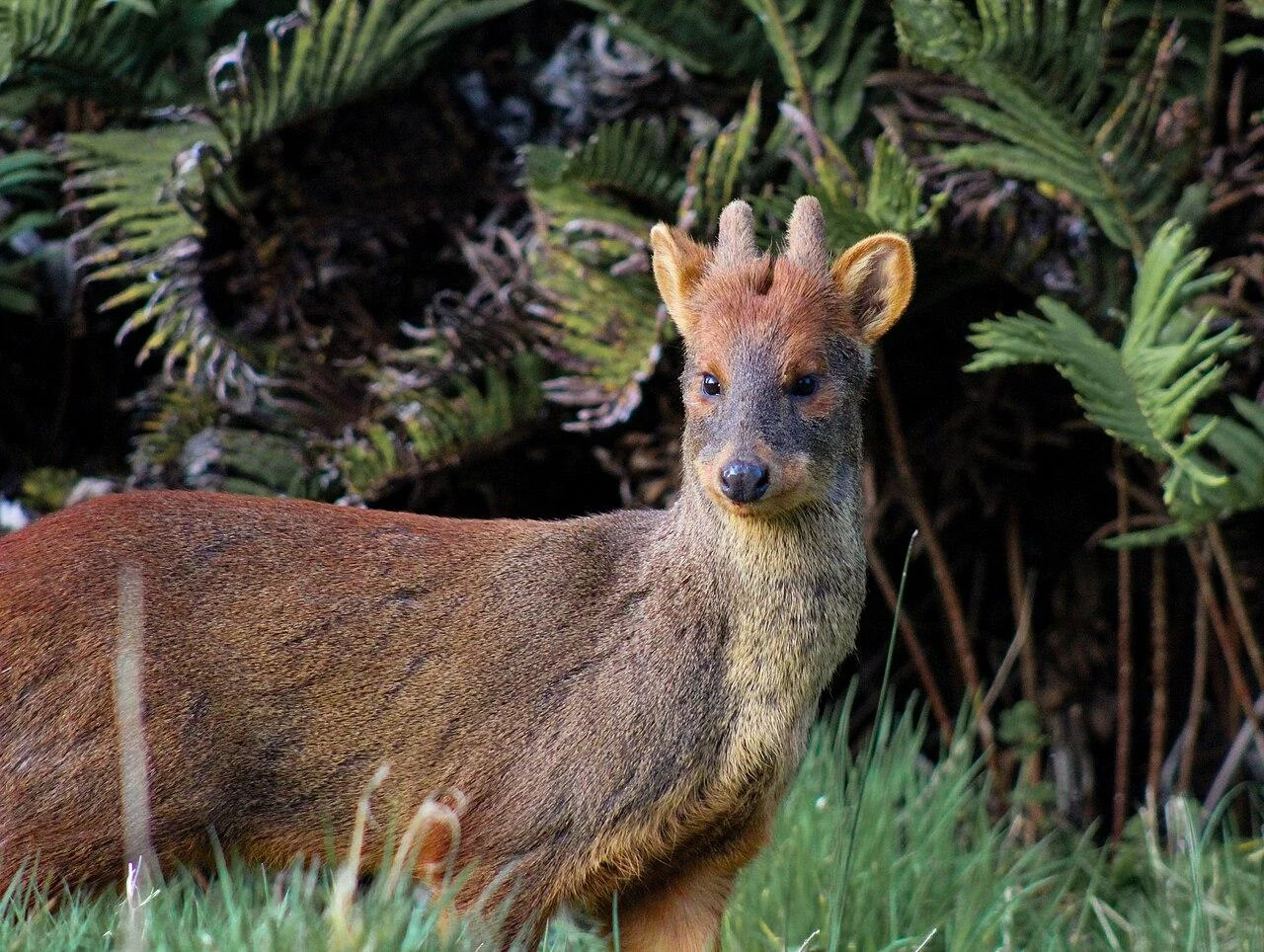 Pudú in Huilo Huilo