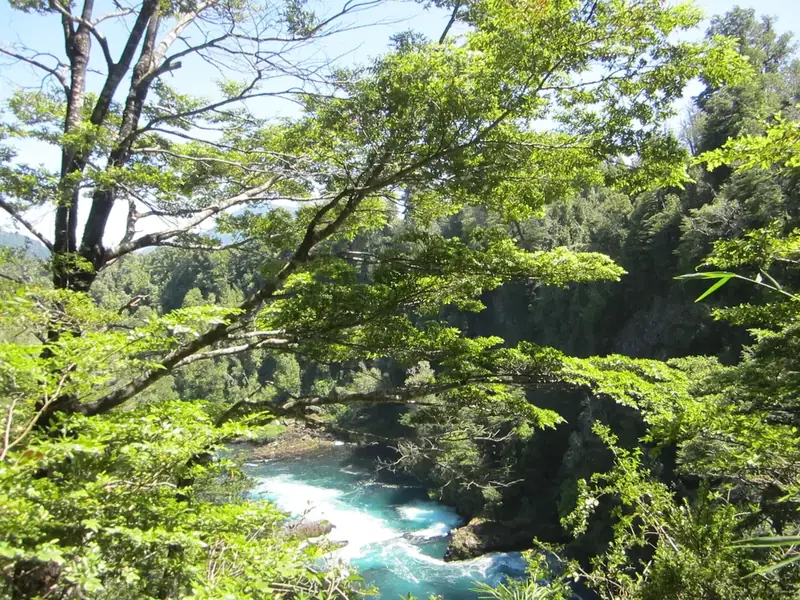 Waterfall and native vegetation of the Valdivian rainforest