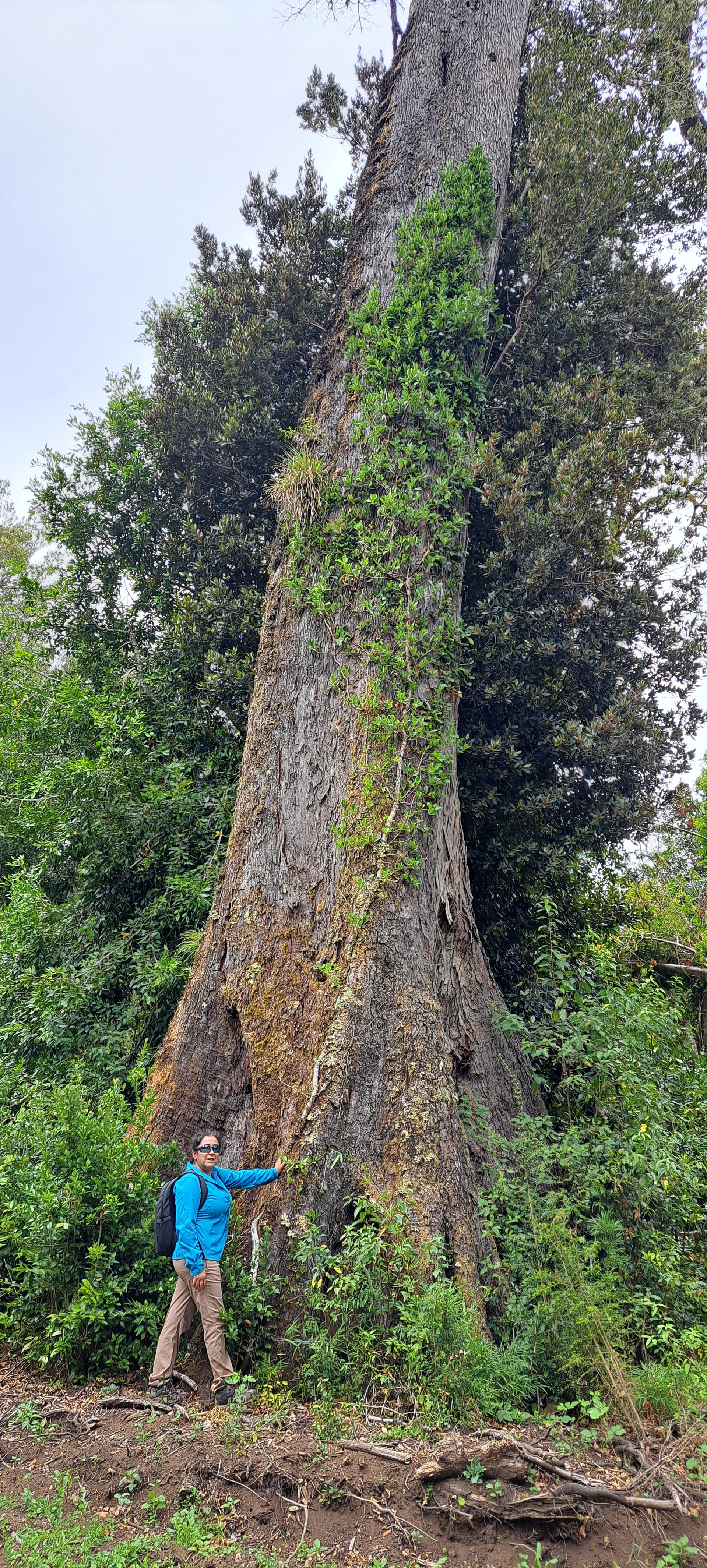 Native trees on the Flor del Lago property